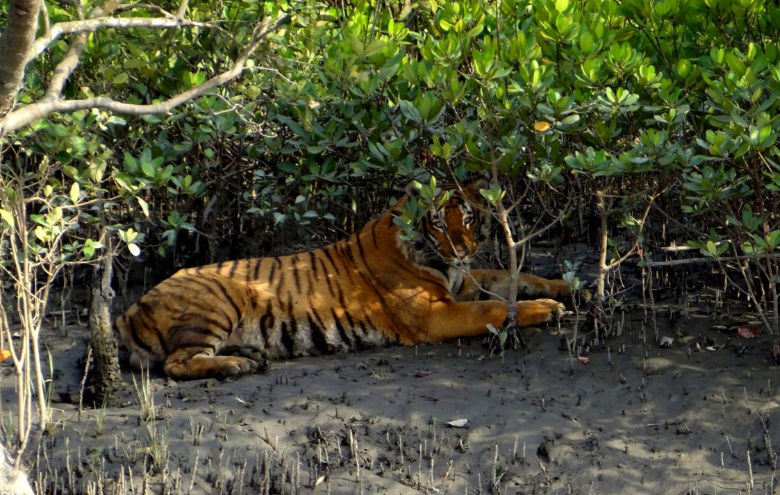 ফের বাঘের হামলায় মৃত্যু মৎসজীবীর