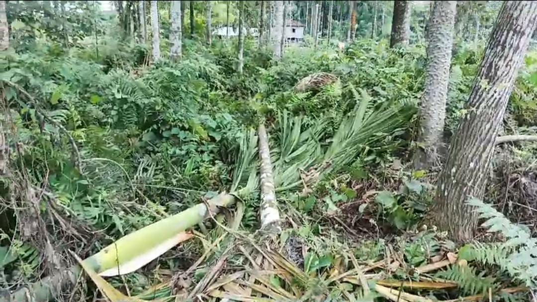 বুনো হাতির হানায় ক্ষতিগ্রস্ত মাদারিহাট ব্লকের পূর্ব খয়েরবাড়ি এলাকার সুপারি চাষীরা