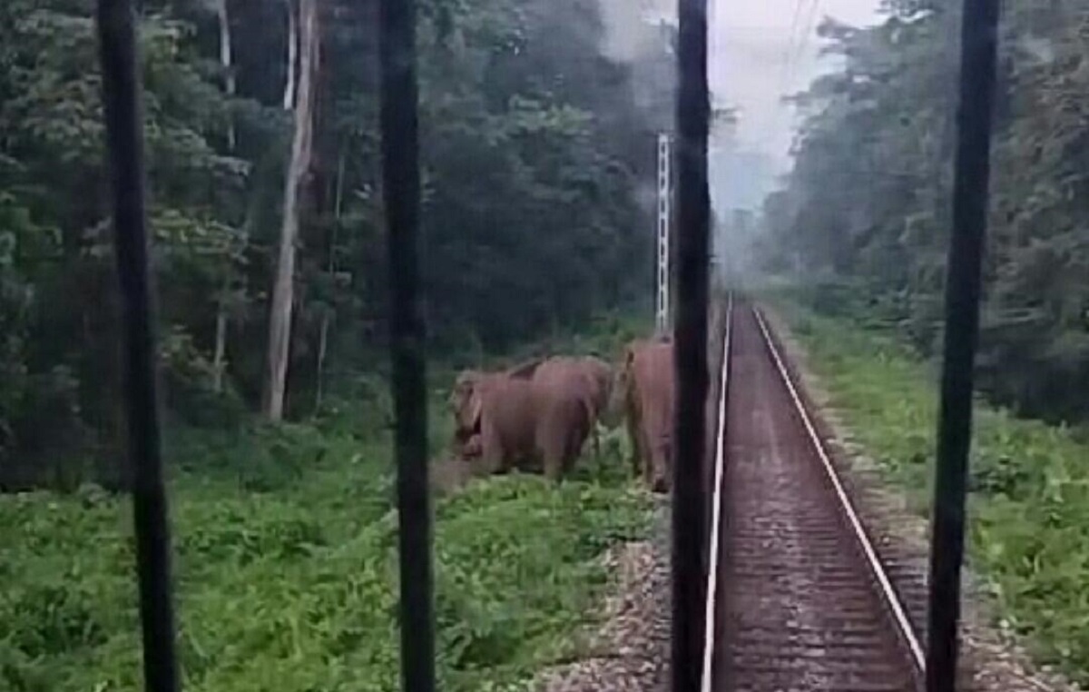 বন্যপ্রাণীদের প্রাণ বাঁচাতে রেল চালকের ভূমিকা