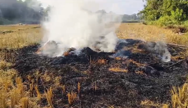 খড়ের গাদায় খেলা  করতে গিয়ে ছাই ৪ বছরের শিশু