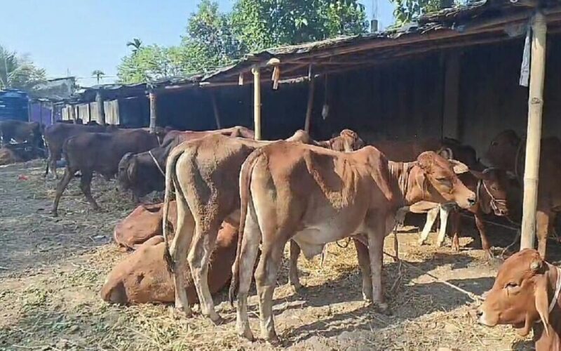 বাতাসীতে নাকা তল্লাশিতে আটক গরুবোঝাই লরি