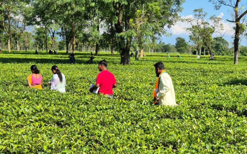 নির্বাচনী প্রচারের শেষ দিনে চা বাগানে প্রচার চালায় বিজেপি প্রার্থী রাহুল লোহার