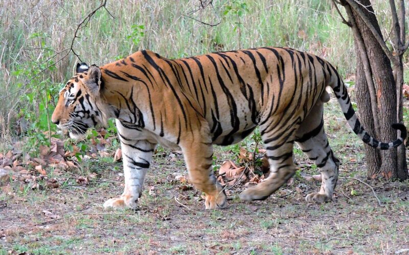 বাঘিনি  আতঙ্কে বড়দিনে  ফাঁকাই রইল বান্দোয়ানের বনাঞ্চলের পর্যটনস্থল ও চড়ুইভাতির জায়গাগুলি