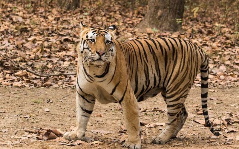 সম্পূর্ণ অক্ষত রয়েছে চার বছরের চিতা বাঘটি