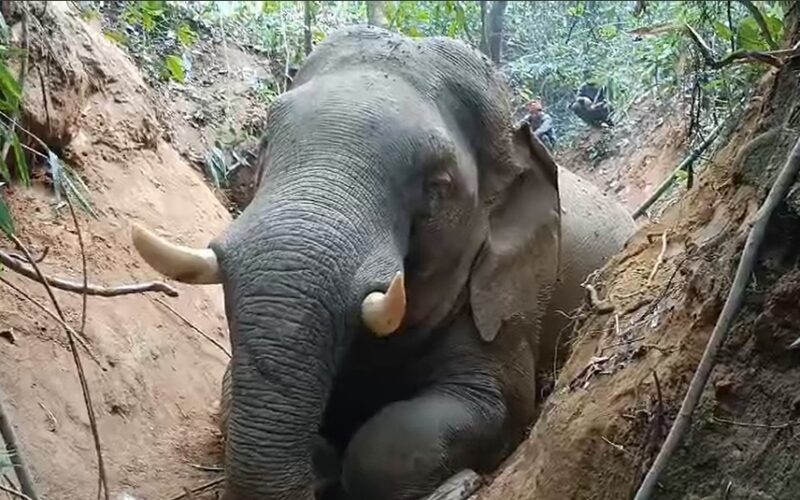 রেলের  ধাক্কায় গুরুতর আহত হয় টিউমার, কিন্তু শেষ রক্ষা হলো না